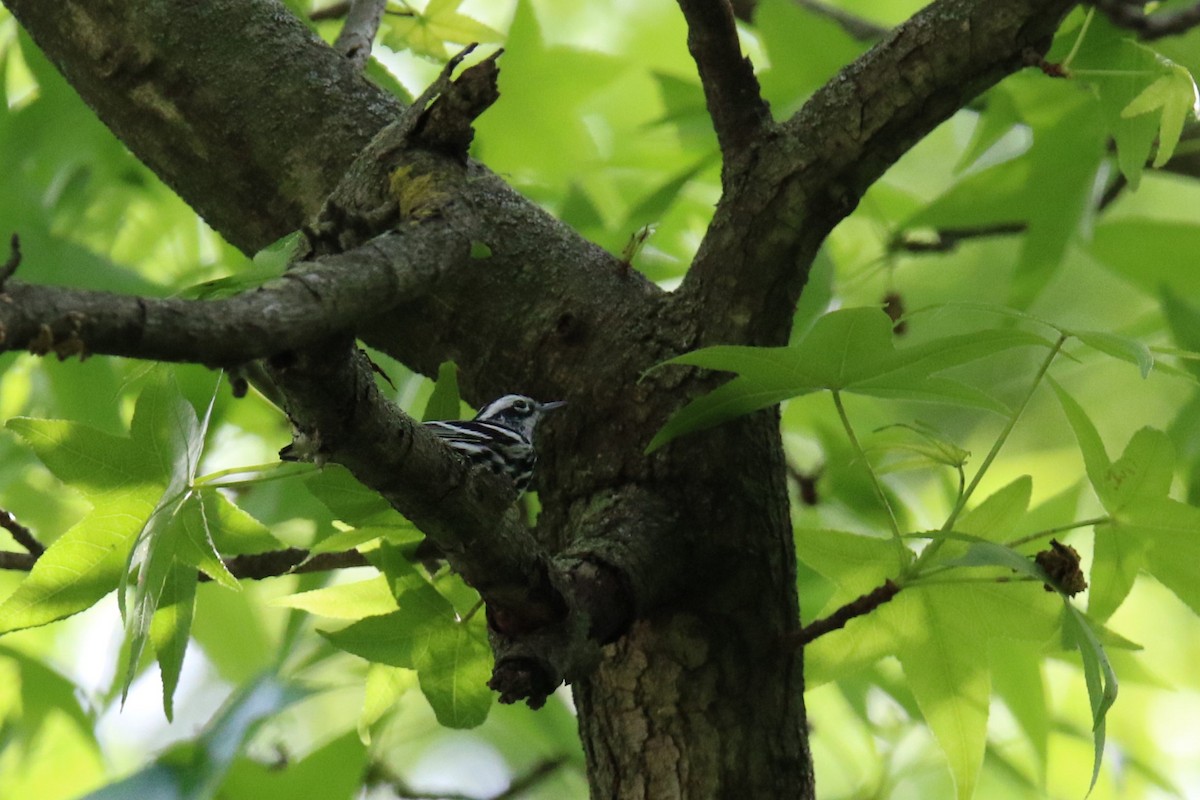 Black-and-white Warbler - ML619845990