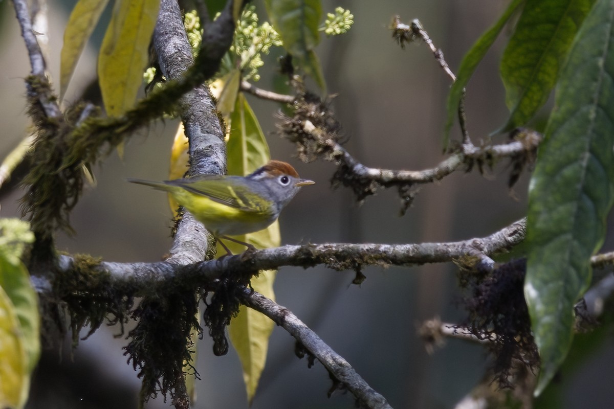 Chestnut-crowned Warbler - ML619845997