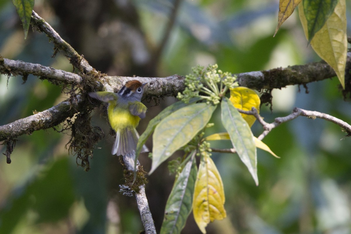 Chestnut-crowned Warbler - ML619846000