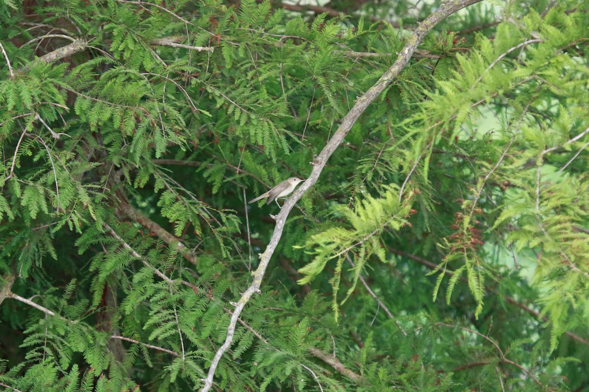 Western Olivaceous Warbler - ML619846001