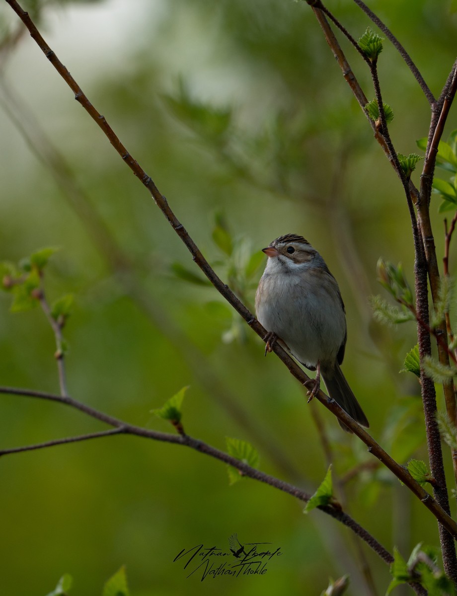 Clay-colored Sparrow - ML619846031