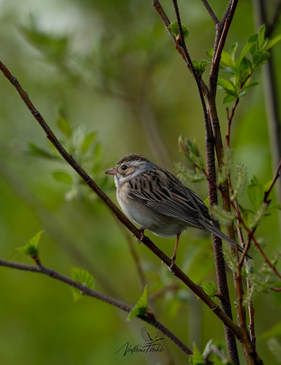 Clay-colored Sparrow - ML619846032