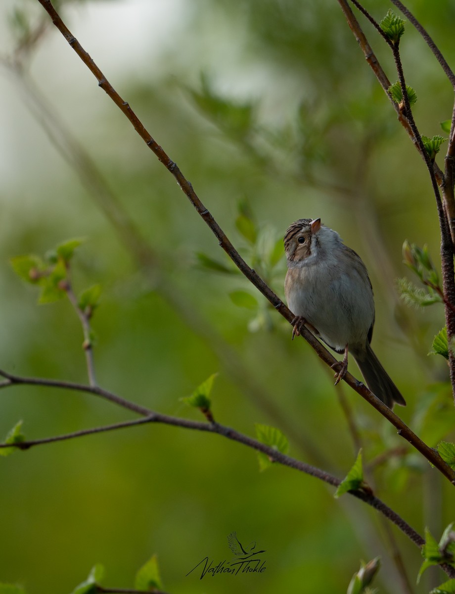 Clay-colored Sparrow - ML619846033