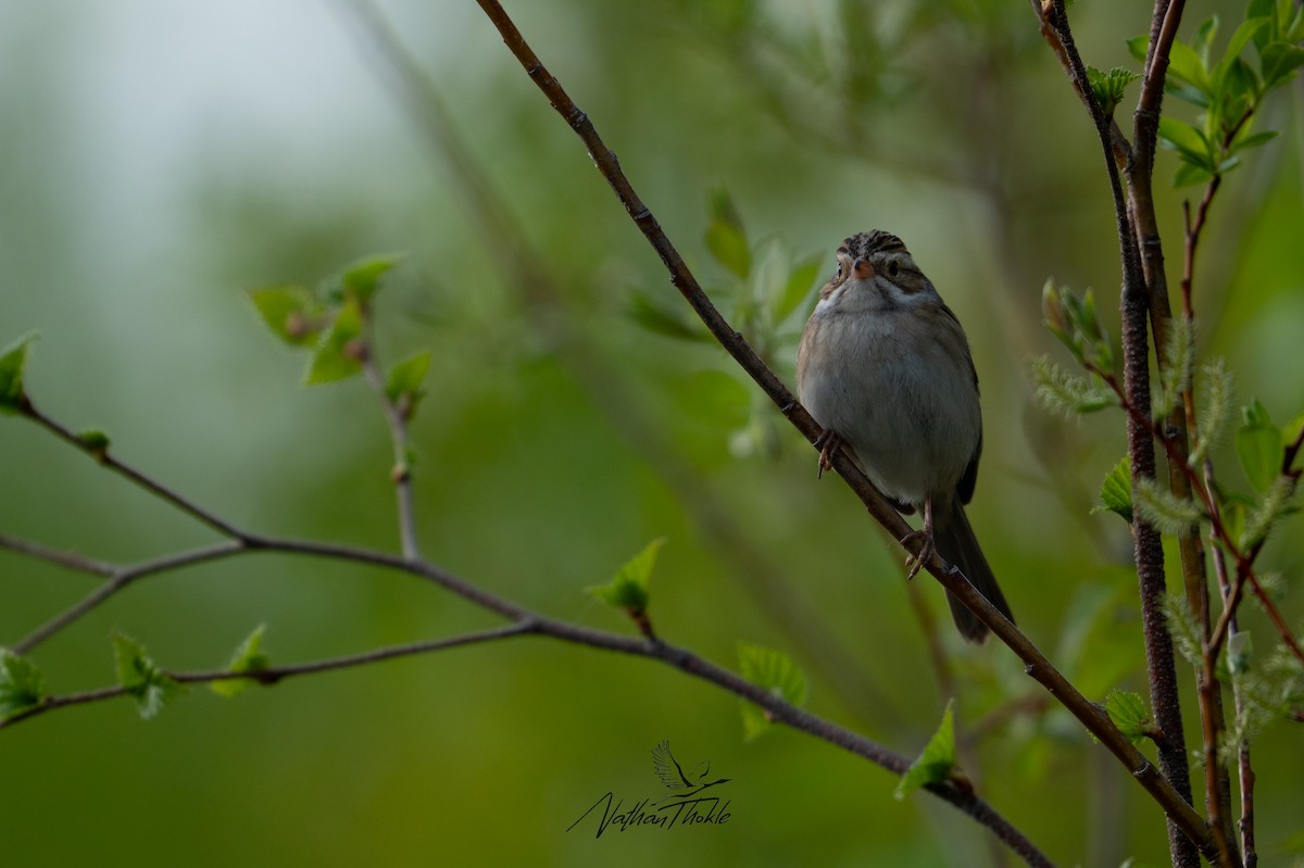Clay-colored Sparrow - ML619846034