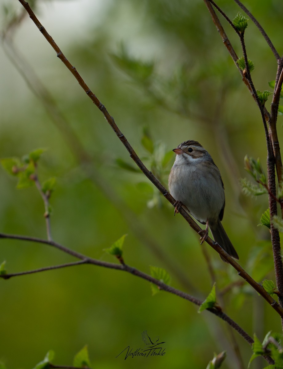 Clay-colored Sparrow - ML619846035