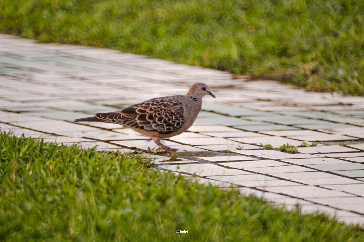 Oriental Turtle-Dove - ML619846040