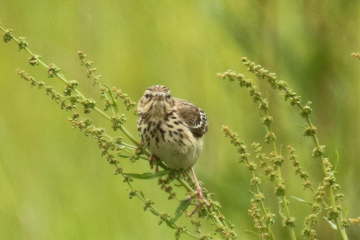 Tree Pipit - ML619846041