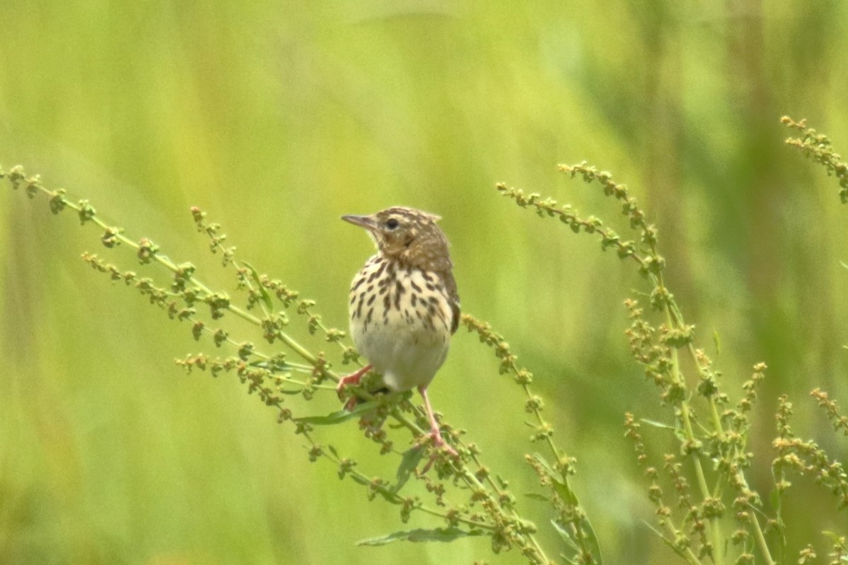 Tree Pipit - ML619846043