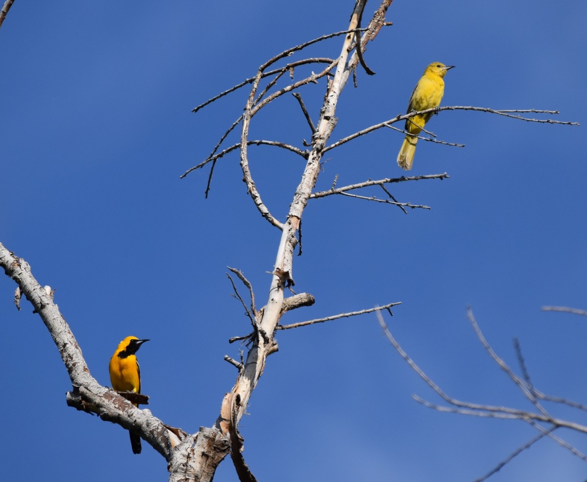 Hooded Oriole - ML619846050