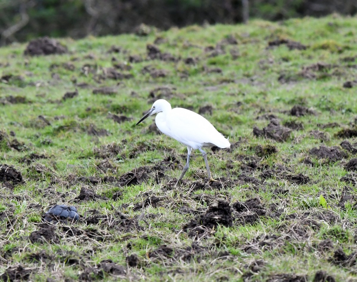 Little Egret (Western) - ML619846058