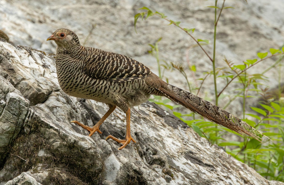 Faisán Dorado - ML619846062