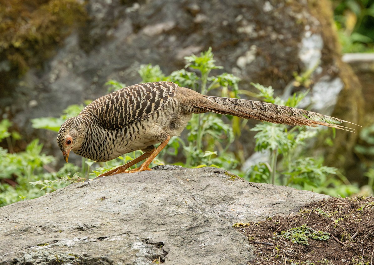 Golden Pheasant - ML619846063