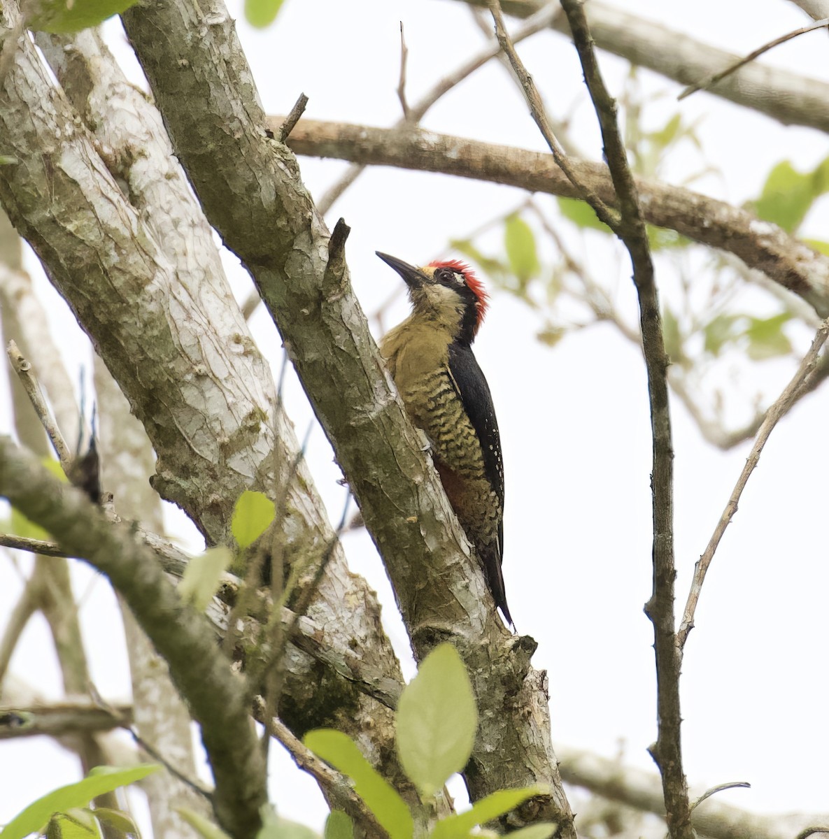 Black-cheeked Woodpecker - ML619846065