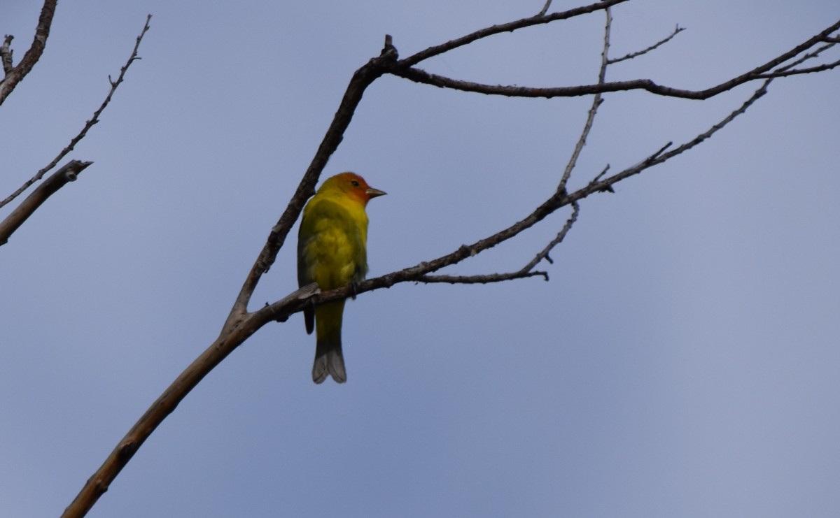 Western Tanager - ML619846067