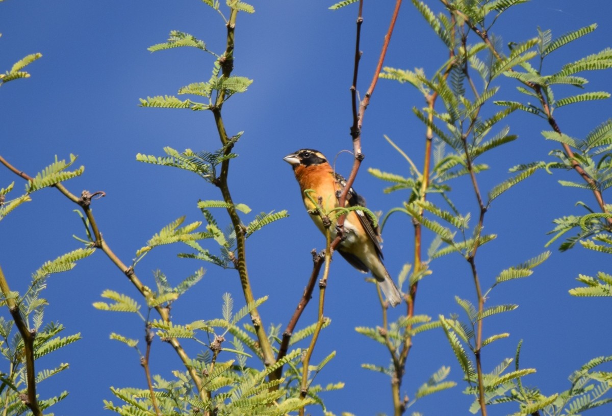 Black-headed Grosbeak - ML619846069