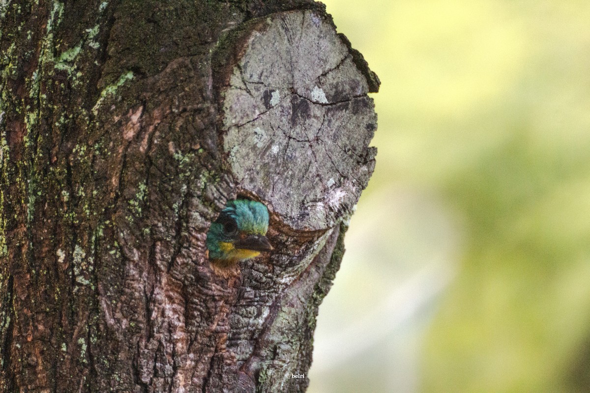 barbet tchajwanský - ML619846114