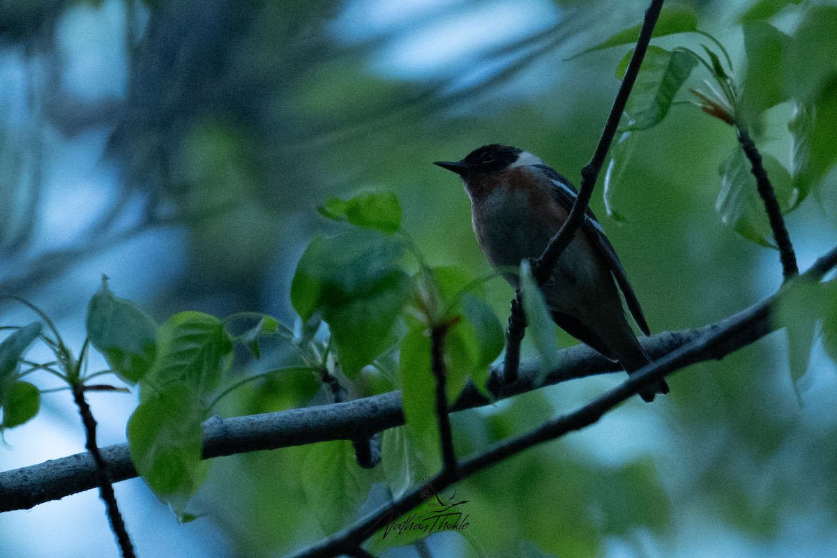 Bay-breasted Warbler - ML619846129