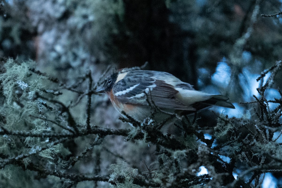 Bay-breasted Warbler - ML619846130