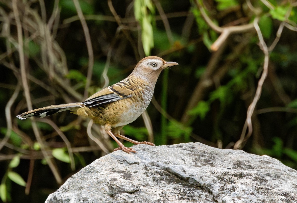 Barred Laughingthrush - ML619846132