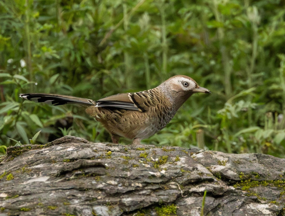 Barred Laughingthrush - ML619846133