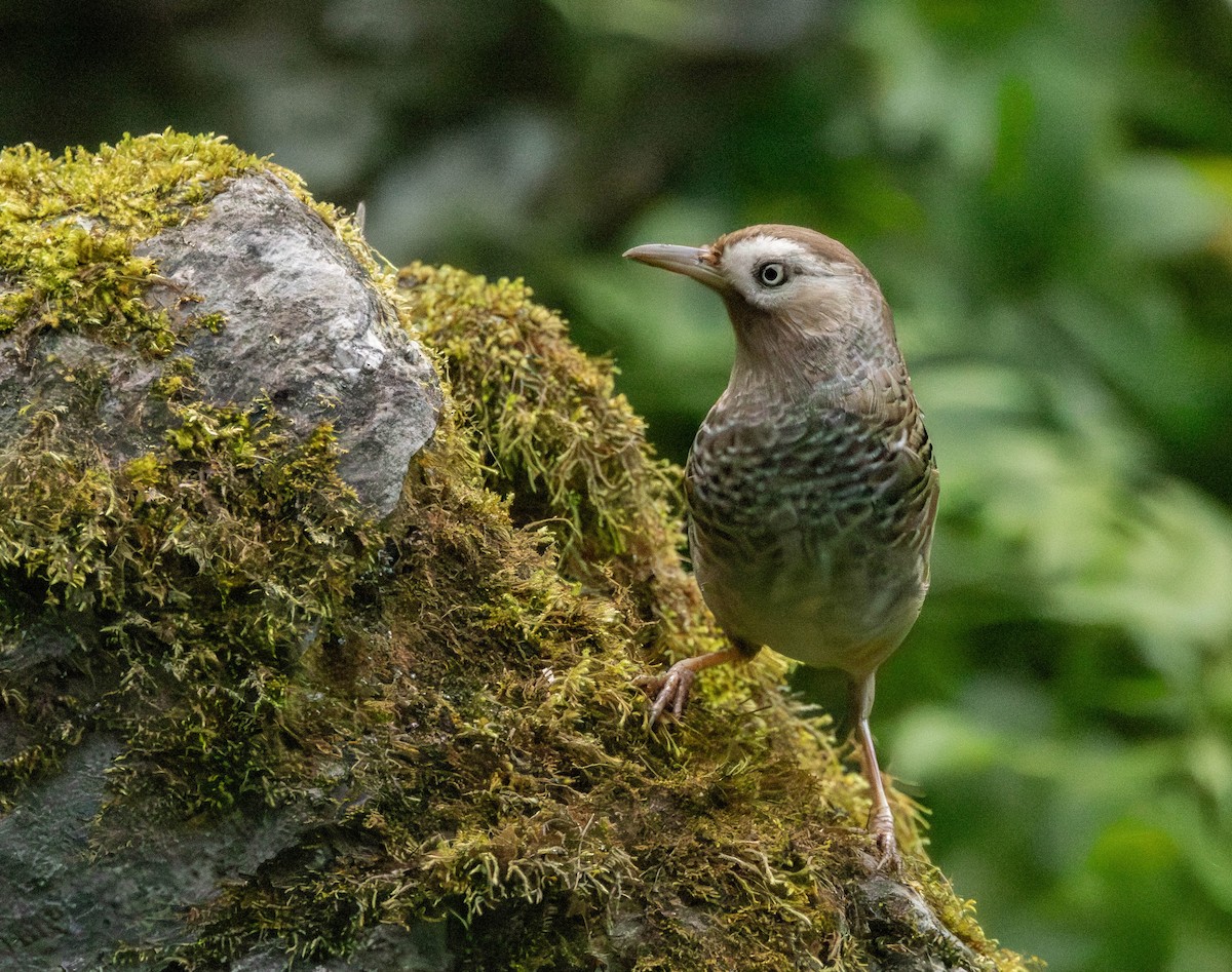 Barred Laughingthrush - ML619846134