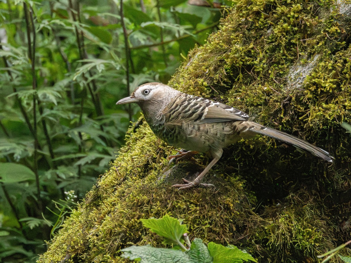 Barred Laughingthrush - ML619846135