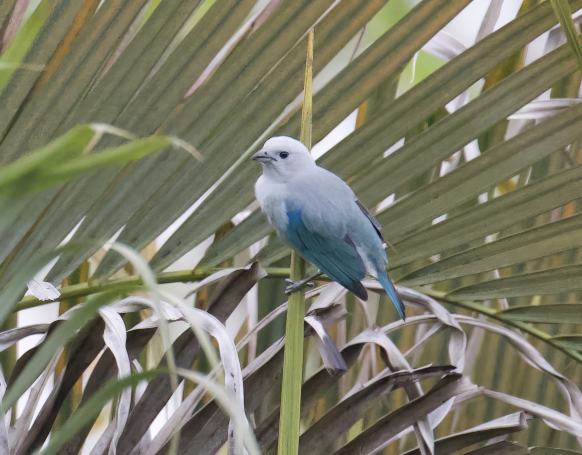 Blue-gray Tanager - ML619846140