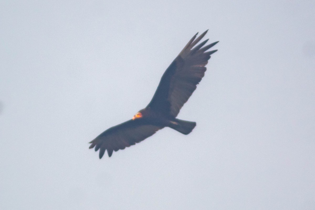Lesser Yellow-headed Vulture - ML619846173