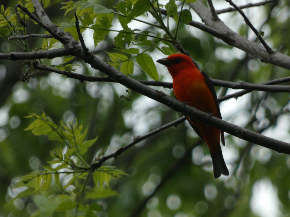 Scarlet Tanager - ML619846179