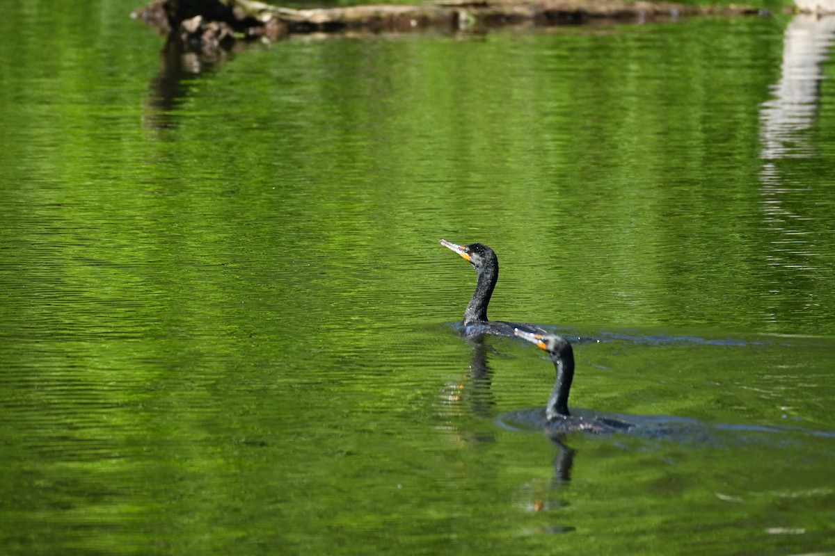 Double-crested Cormorant - ML619846180