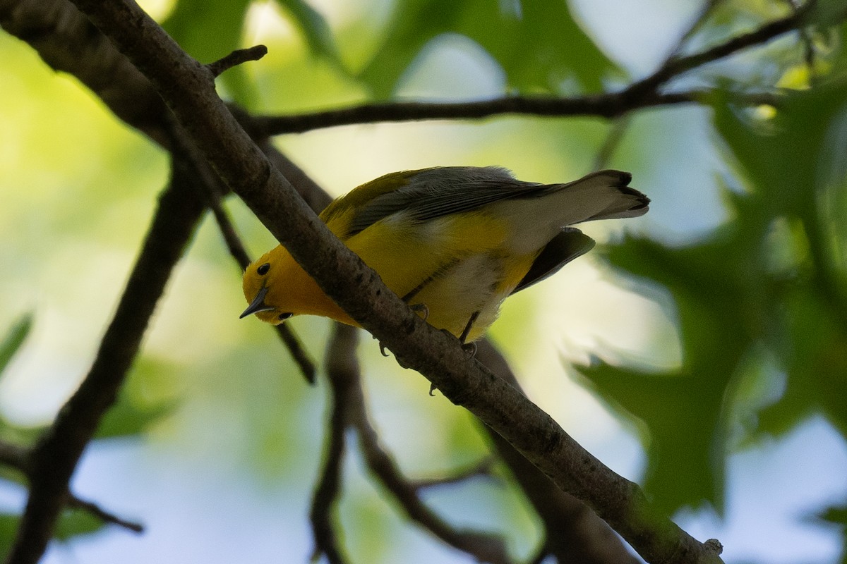 Prothonotary Warbler - ML619846191