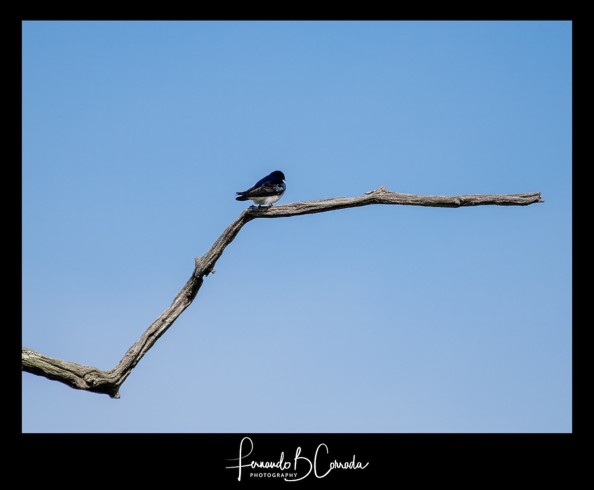 Tree Swallow - ML619846192