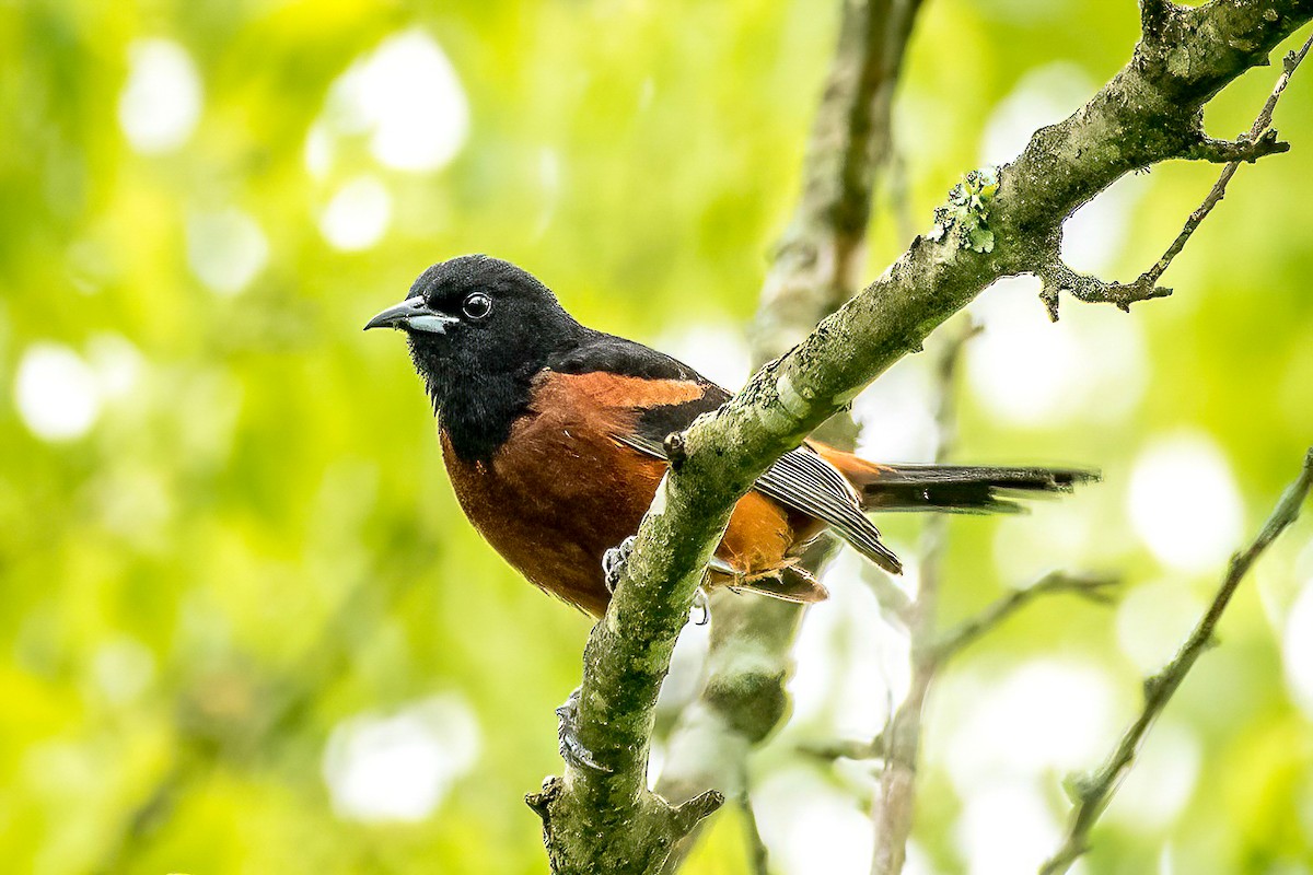 Orchard Oriole - ML619846203