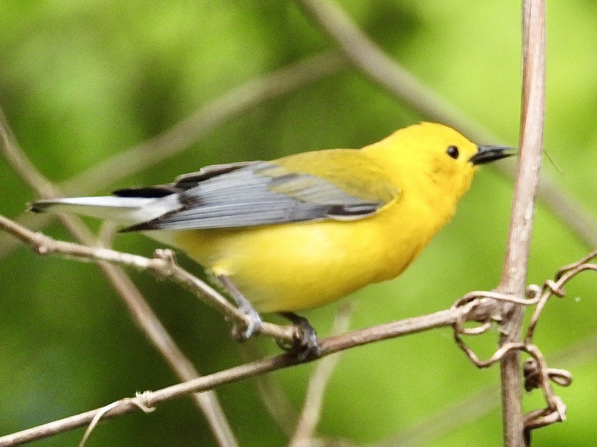 Prothonotary Warbler - ML619846254