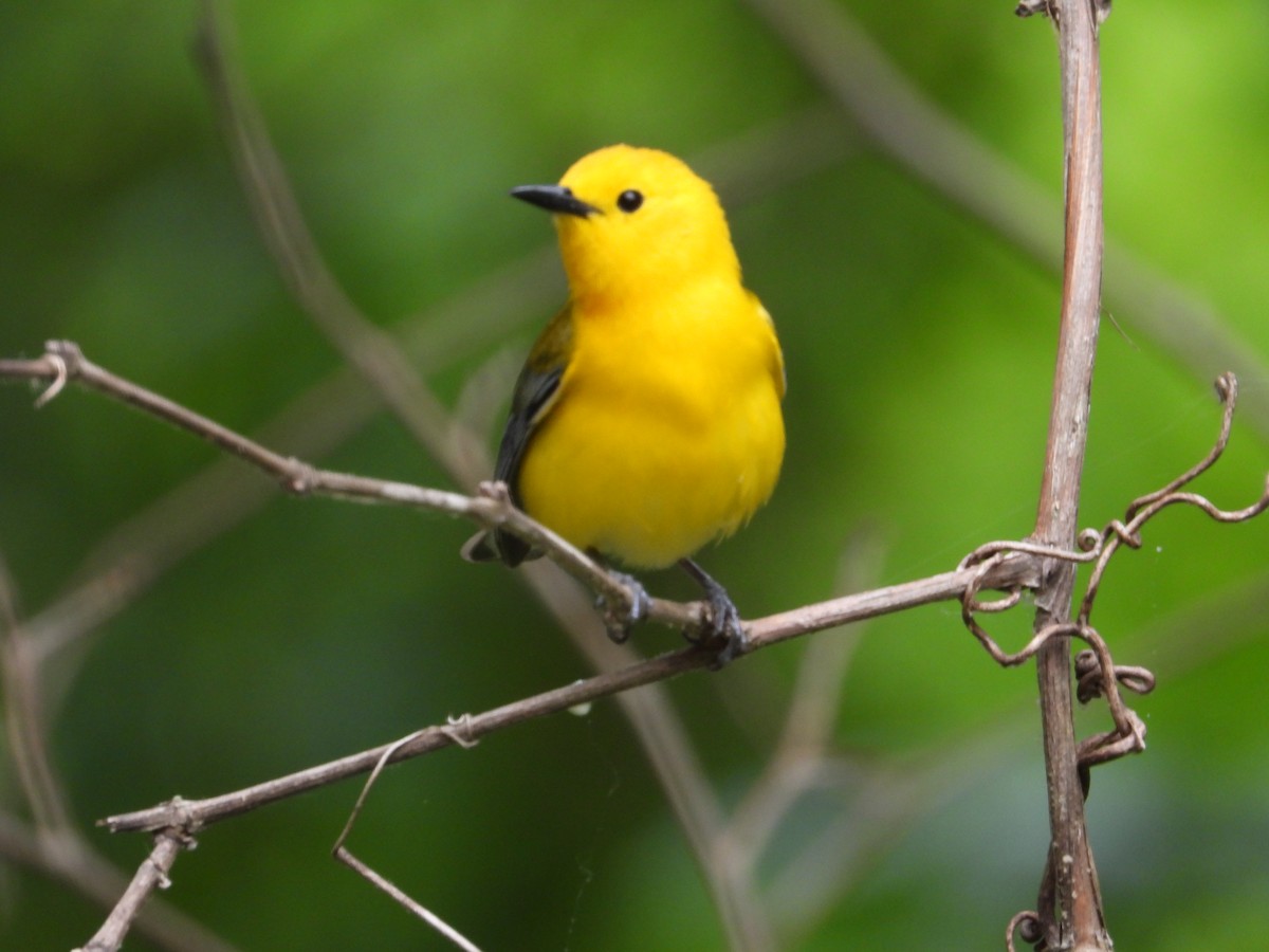 Prothonotary Warbler - ML619846255