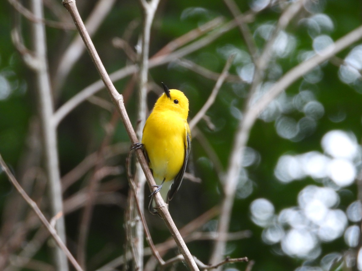 Prothonotary Warbler - ML619846277