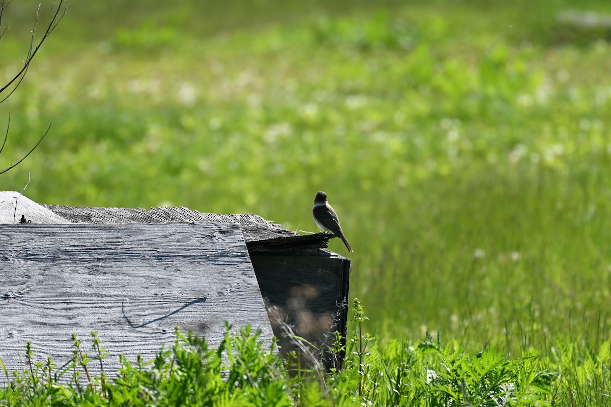 Eastern Phoebe - ML619846287