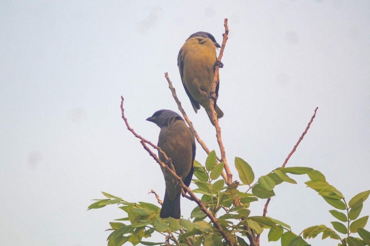 Yellow-winged Tanager - ML619846300