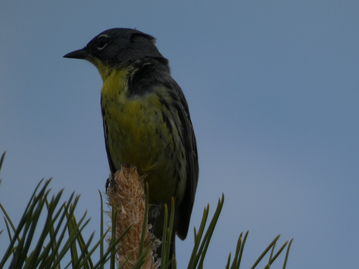 Kirtland's Warbler - ML619846302