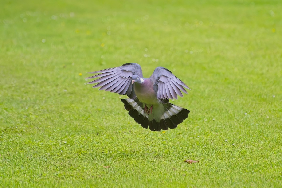 Common Wood-Pigeon - ML619846323