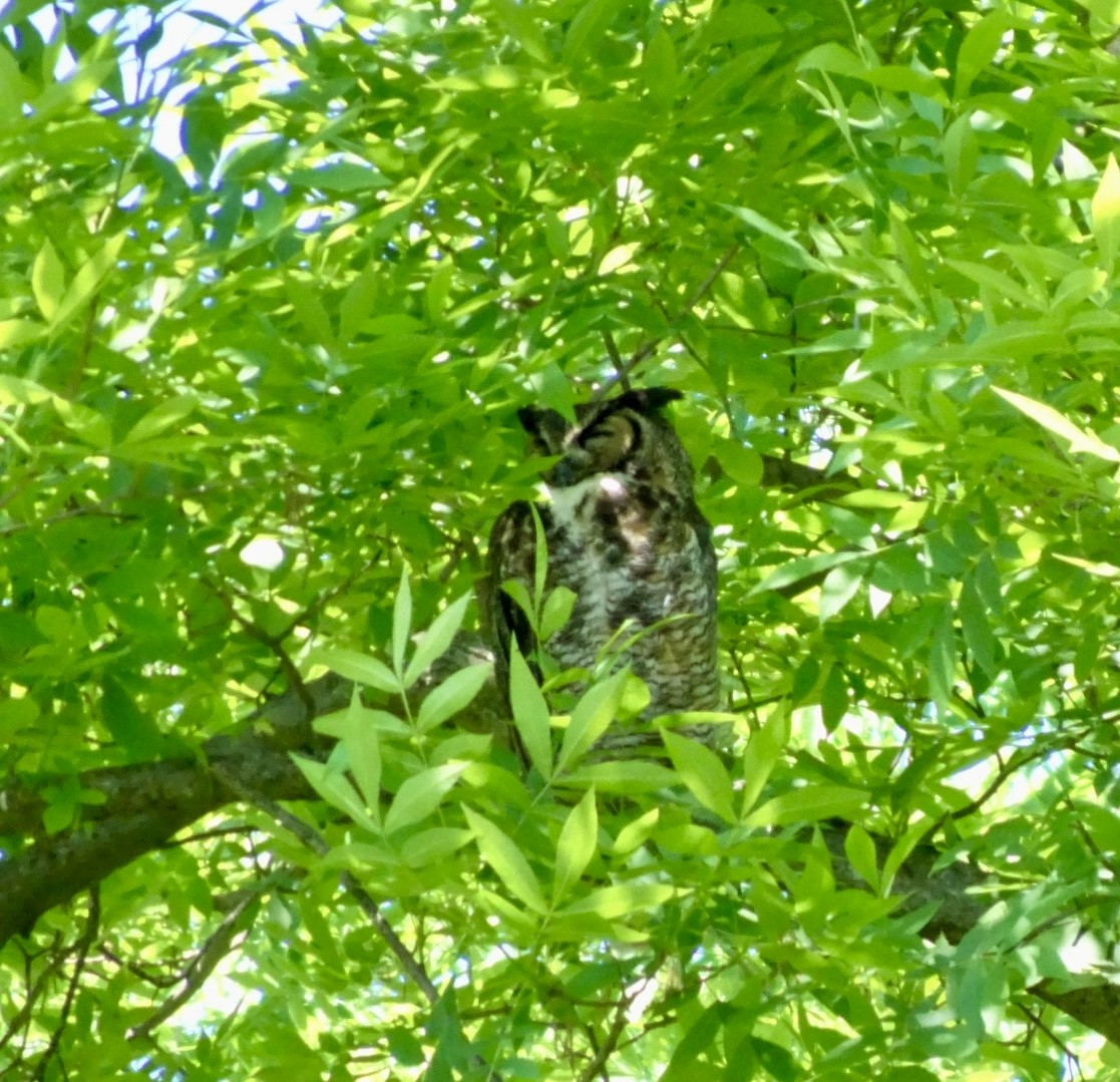 Great Horned Owl - ML619846329