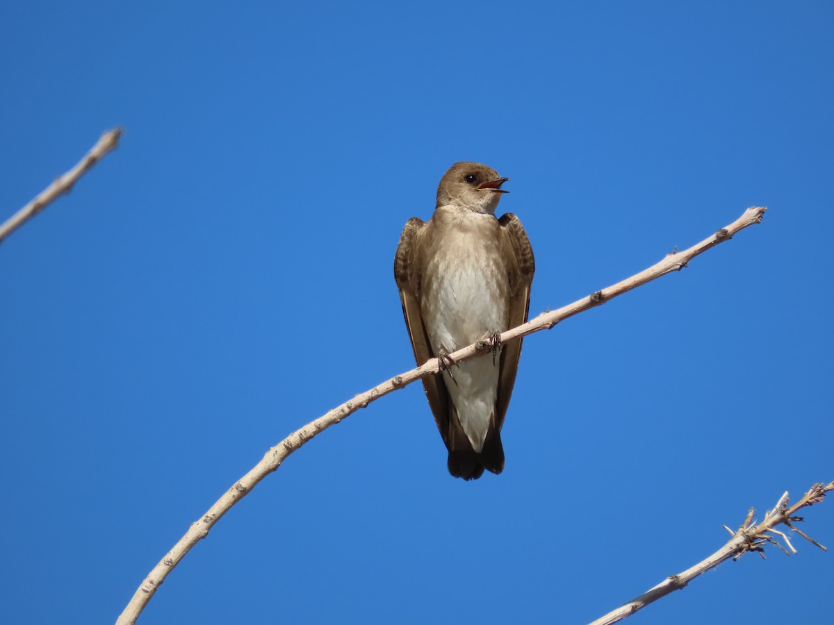 Northern Rough-winged Swallow - ML619846330
