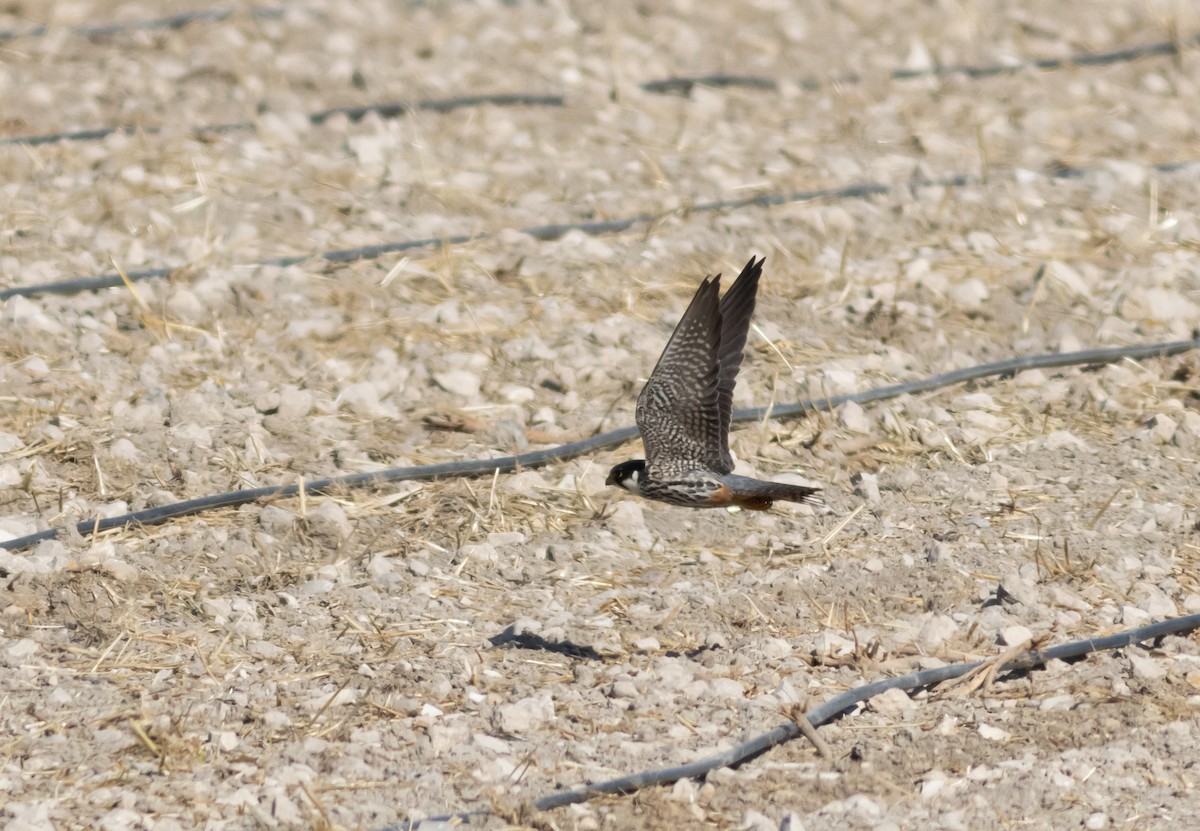 Eurasian Hobby - ML619846338