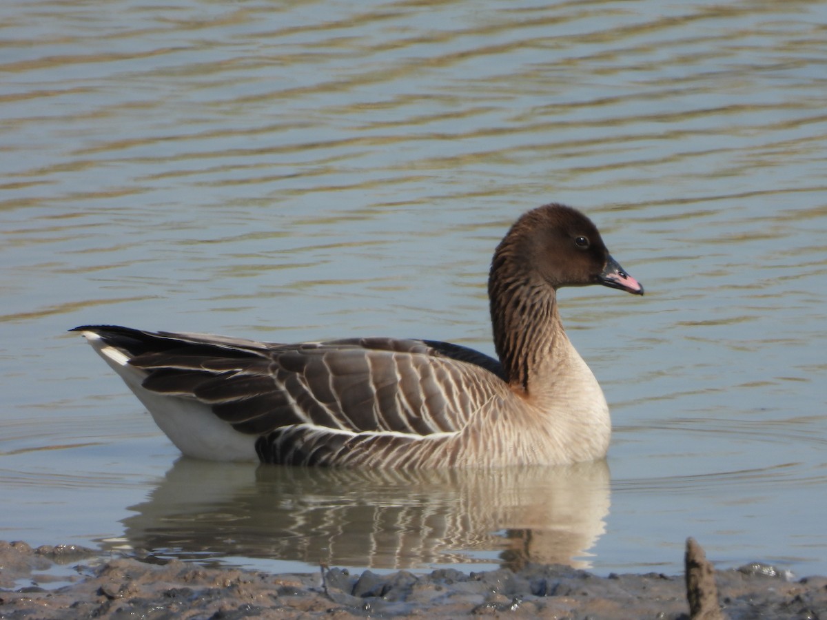 Pink-footed Goose - ML619846342