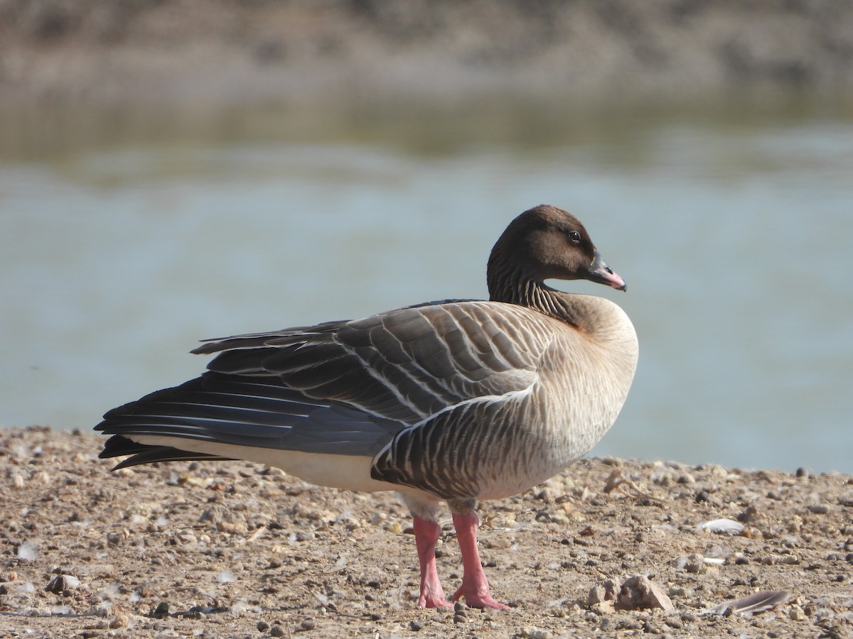 Pink-footed Goose - ML619846343