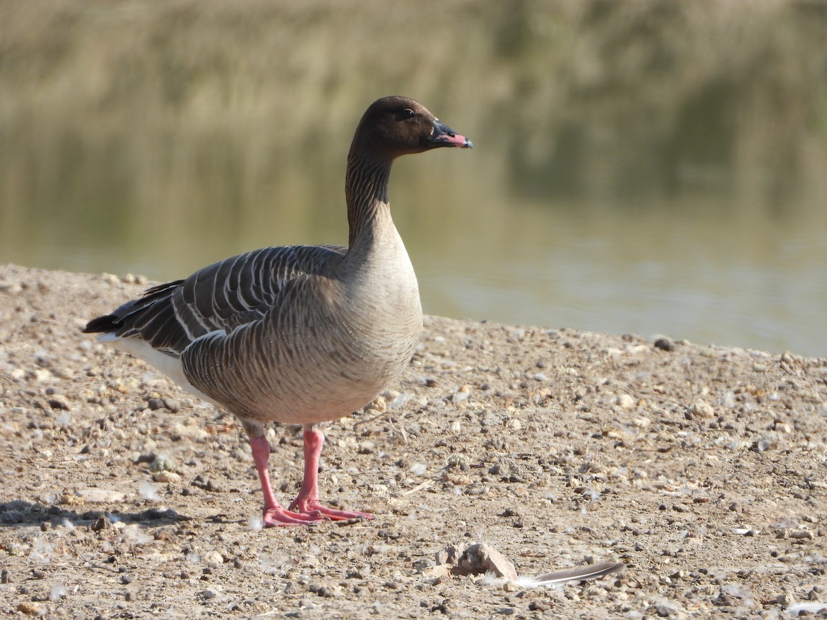 Pink-footed Goose - ML619846344