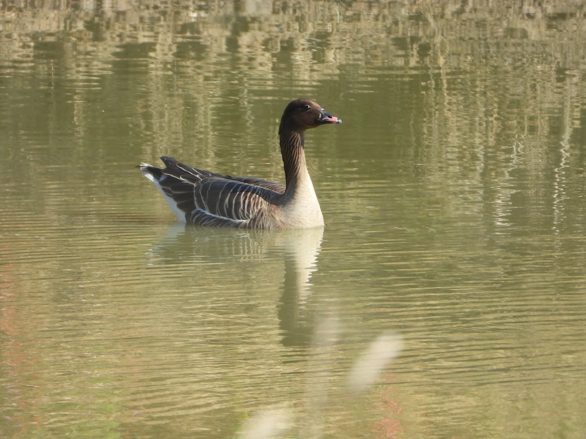 Pink-footed Goose - ML619846345