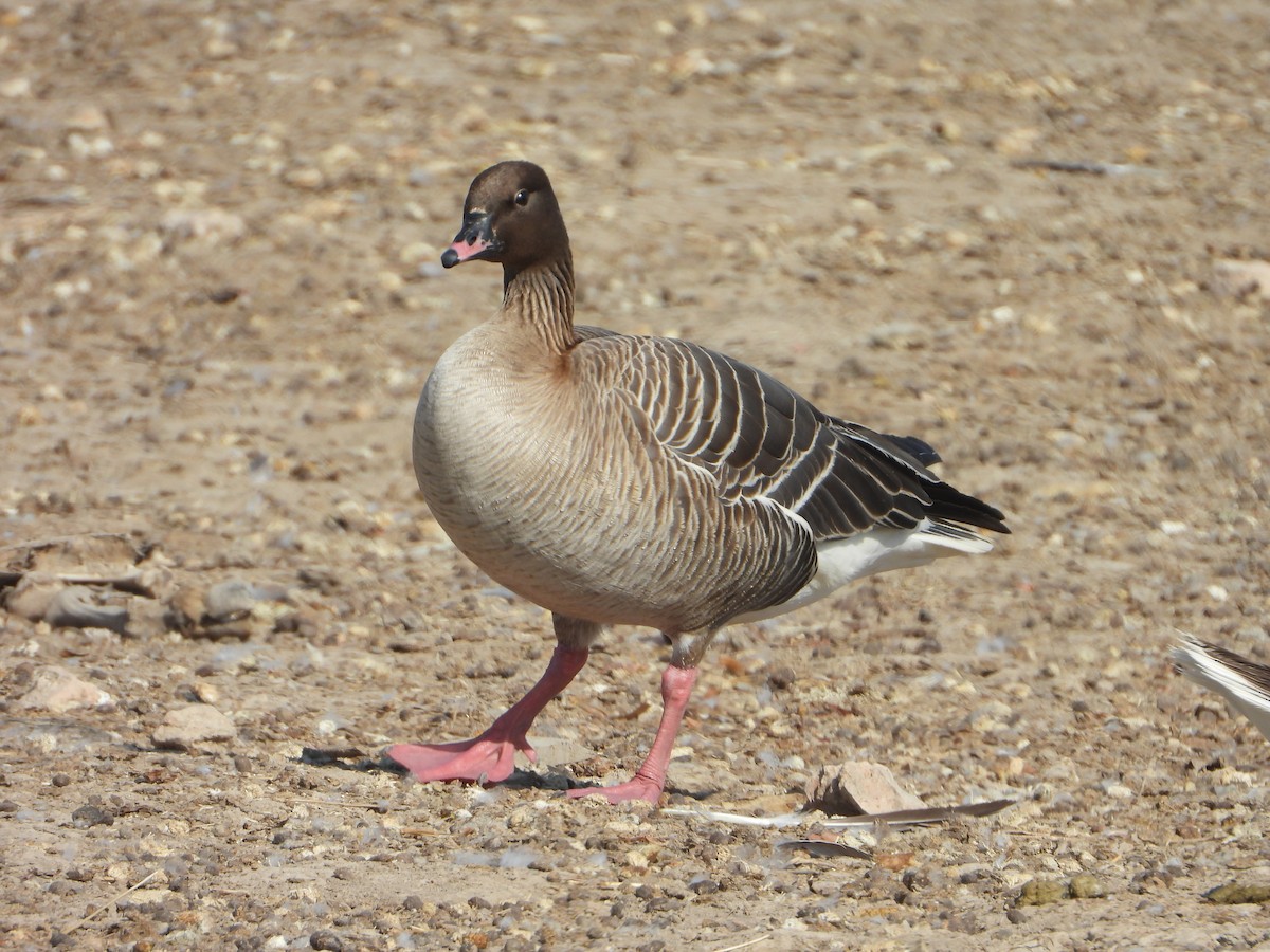 Pink-footed Goose - ML619846346