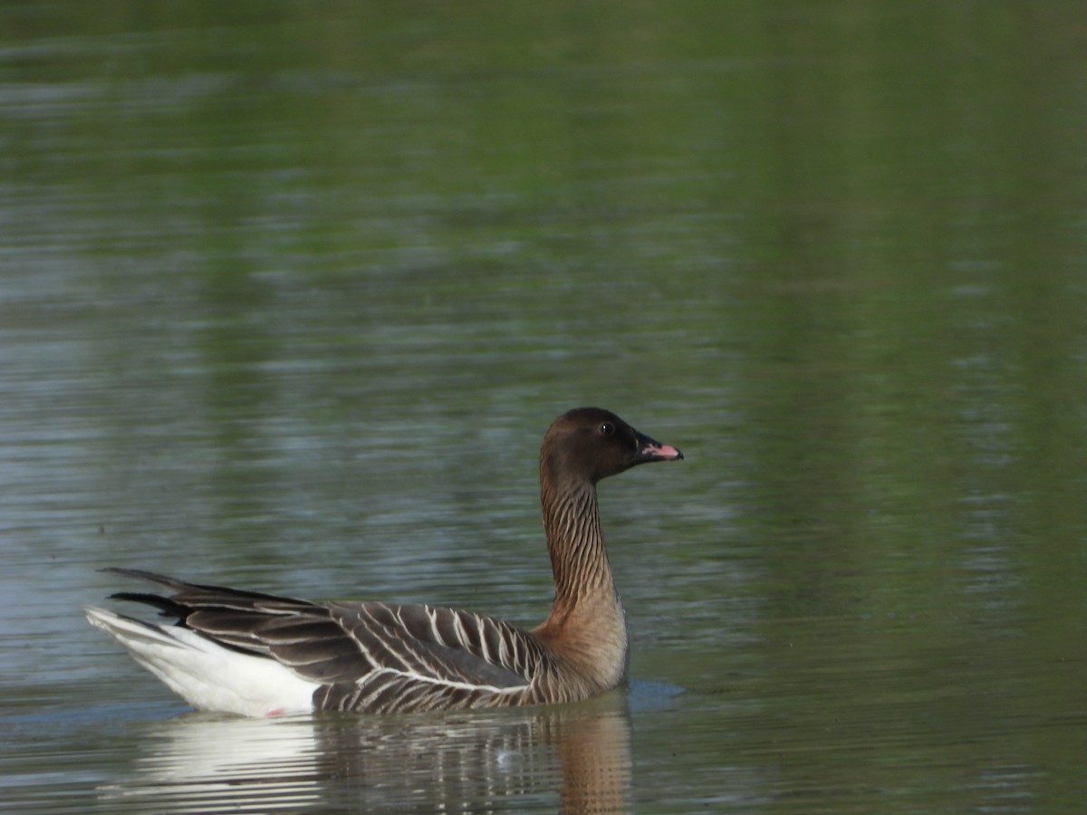 Pink-footed Goose - ML619846348