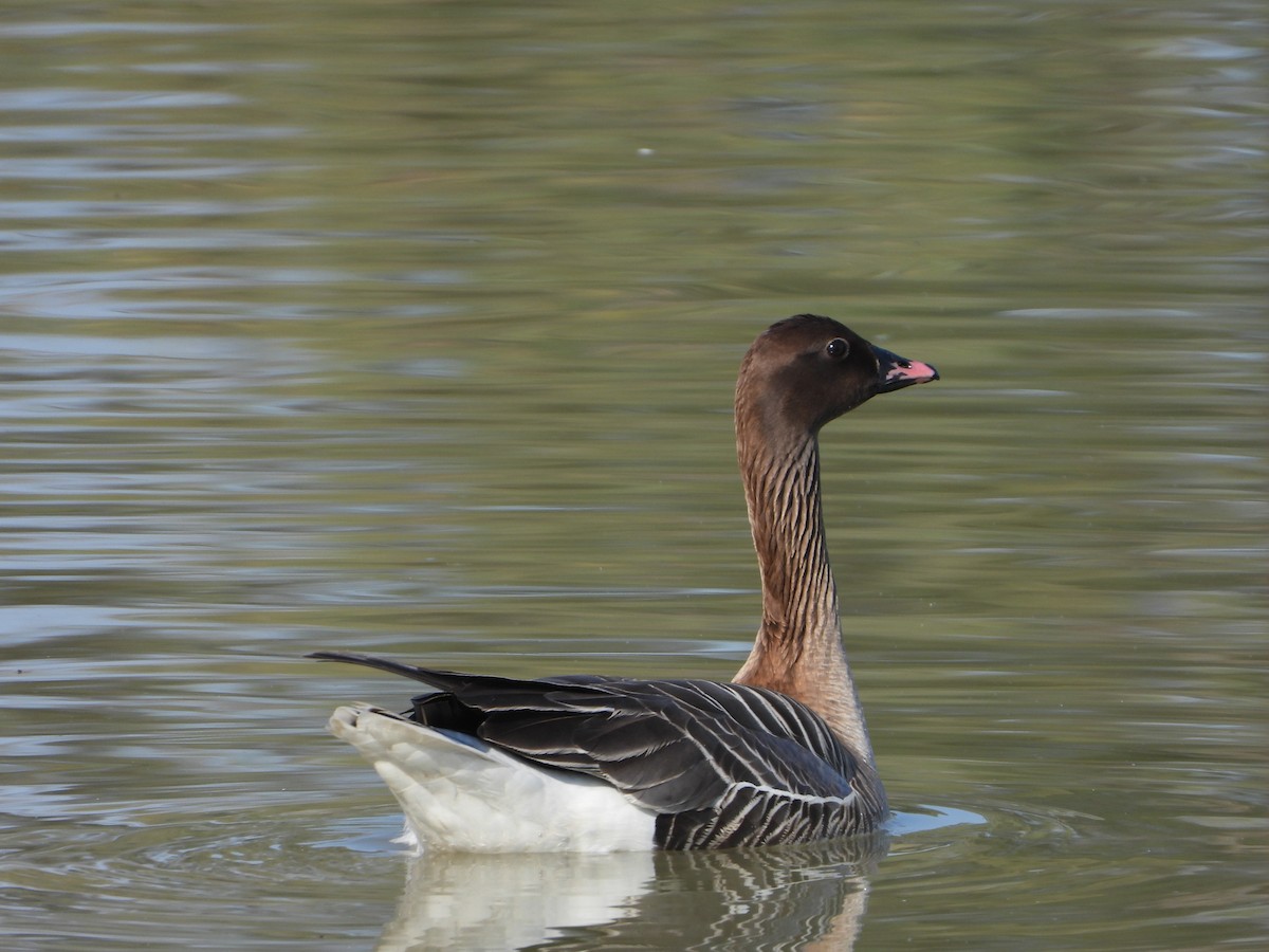 Pink-footed Goose - ML619846349